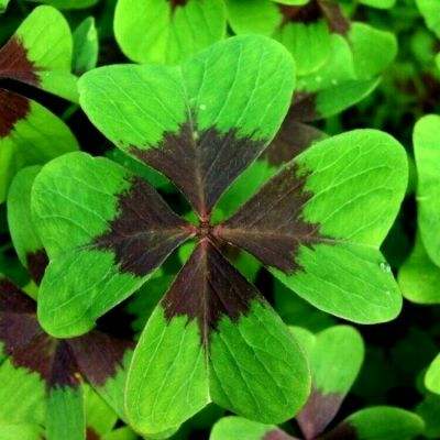 西游伏魔记ol官方下载